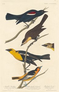Storno di Nuttall, Troopiale dalla testa gialla e Oriole di Bullock