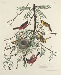 Oriolo del frutteto da Robert Havell after John James Audubon