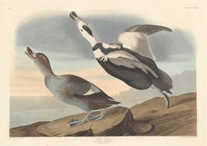 Anatra piede da Robert Havell after John James Audubon
