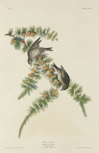 Fringuello delle pinete da Robert Havell after John James Audubon