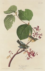 Parula del Pino da Robert Havell after John James Audubon