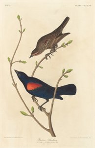 Storno delle praterie da Robert Havell after John James Audubon