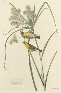 Parula delle Praterie da Robert Havell after John James Audubon