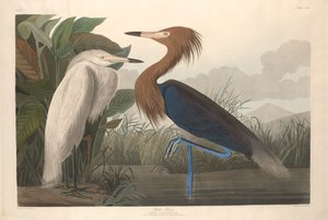 Airone rosso da Robert Havell after John James Audubon