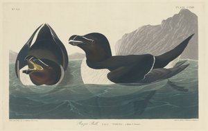Alca Torda da Robert Havell after John James Audubon