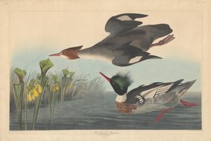 Smergo dal petto rosso da Robert Havell after John James Audubon