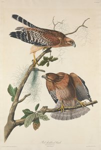 Falco spalle rosse