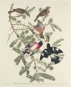 Cardinale dal Petto Rosa da Robert Havell after John James Audubon