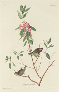 Scricciolo coronato di rubino da Robert Havell after John James Audubon