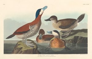 Anatra rossa da Robert Havell after John James Audubon