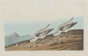 Piviere Rosso da Robert Havell after John James Audubon