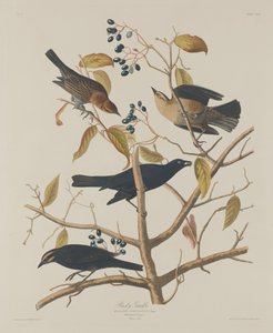 Grakle arrugginito da Robert Havell after John James Audubon