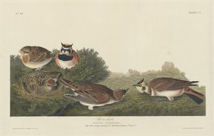 Allodola di riva da Robert Havell after John James Audubon