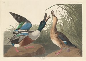 Anatra mestolone da Robert Havell after John James Audubon