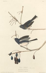 Uccello della Neve da Robert Havell after John James Audubon