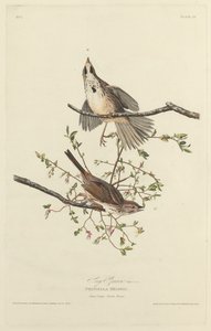 Passero Canoro