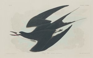 Sterna fuligginosa da Robert Havell after John James Audubon