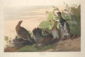 Gallo cedrone maculato da Robert Havell after John James Audubon