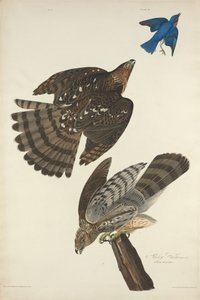 Stanley Hawk da Robert Havell after John James Audubon