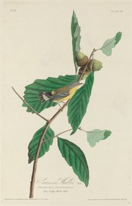 La Parula di Swainson da Robert Havell after John James Audubon