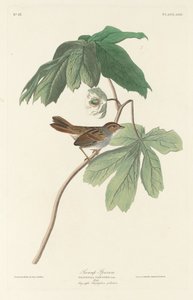 Passero di palude da Robert Havell after John James Audubon