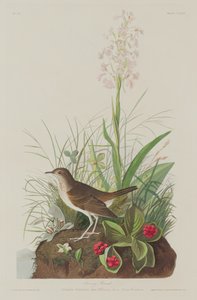 Tordo fulvo da Robert Havell after John James Audubon