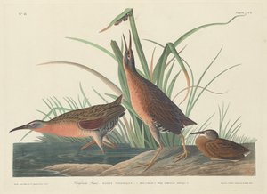 Rallo della Virginia da Robert Havell after John James Audubon