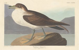 Berta Minore da Robert Havell after John James Audubon