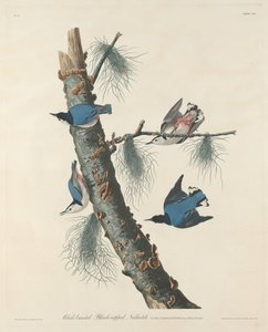 Picchio muratore dal petto bianco e dal cappuccio nero da Robert Havell after John James Audubon