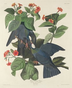 Piccione incoronato bianco da Robert Havell after John James Audubon