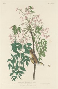 Acchiappamosche dagli Occhi Bianchi da Robert Havell after John James Audubon