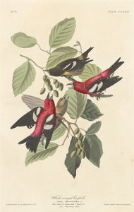 Crociere dalle ali bianche da Robert Havell after John James Audubon
