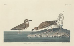 Piviere di Wilson da Robert Havell after John James Audubon