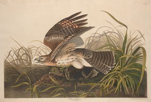 Falco Invernale da Robert Havell after John James Audubon
