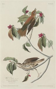 Tordo dei Boschi da Robert Havell after John James Audubon
