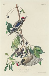 Picchio dal ventre giallo da Robert Havell after John James Audubon