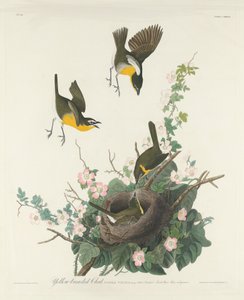 Chat dal Petto Giallo da Robert Havell after John James Audubon