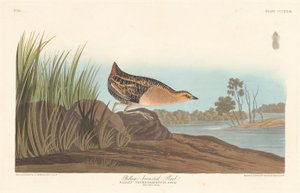 Rallo dal petto giallo da Robert Havell after John James Audubon