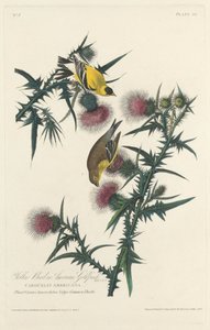 Uccello Giallo o Cardellino Americano da Robert Havell after John James Audubon