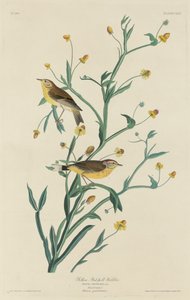 Parula gialla da Robert Havell after John James Audubon