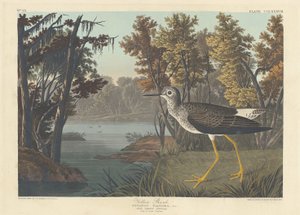 Gambecchio da Robert Havell after John James Audubon