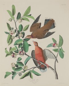 Colomba Zenaida