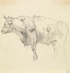 Un Toro da Robert Hills