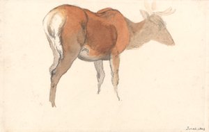 Un Cervo da Robert Hills
