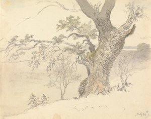 Una quercia nel Parco di Englefield