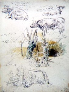 Studi di Bovini da Robert Hills