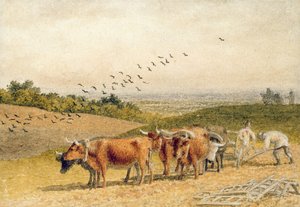 Buoi che arano un campo di Downland
