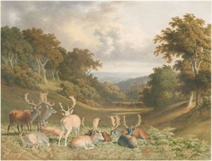 Cervi maschi a Knole Park, Kent da Robert Hills
