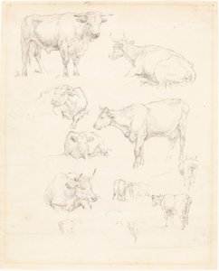 Studi di bovini