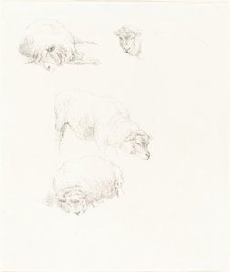 Studi di pecore